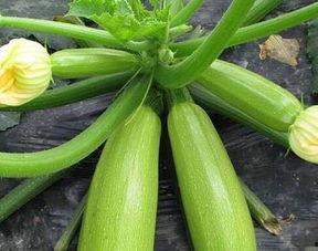 吃瓜网每日大瓜,今日娱乐圈大瓜盘点