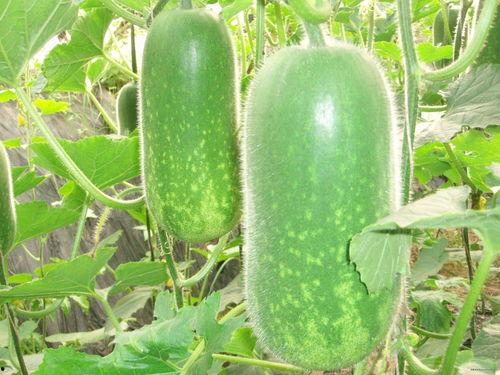 吃瓜网j4k,带你领略网络热点的魅力