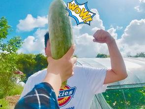 网红吃瓜好吗,揭秘网络热点背后的真相与娱乐