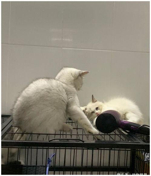 猫的次元吃瓜网,揭秘虚拟世界中的喵星人娱乐盛宴